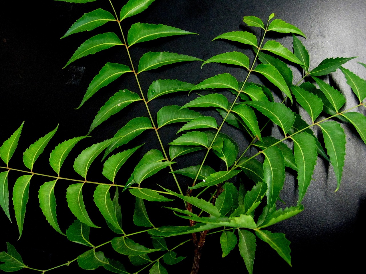 neem leaves, neem, herb-651913.jpg