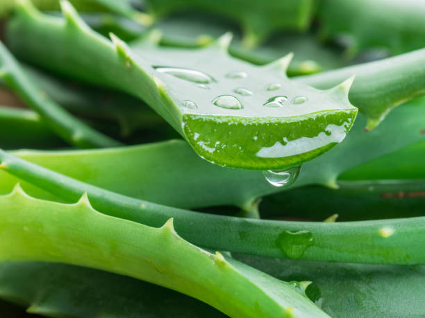 Aloe vera fresh leaves and slices